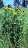 Common Tansy